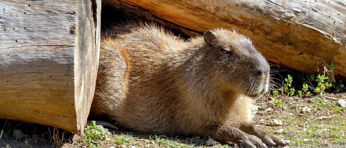 Capybara