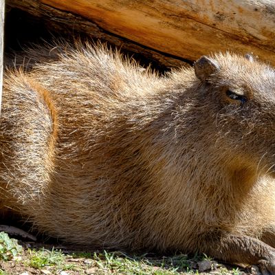 Capybara
