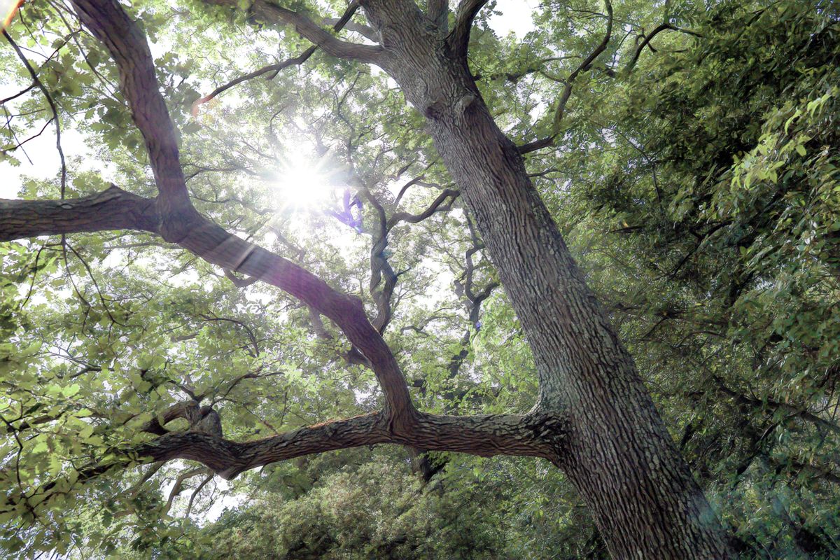 Sous les arbres-1 (modifié)