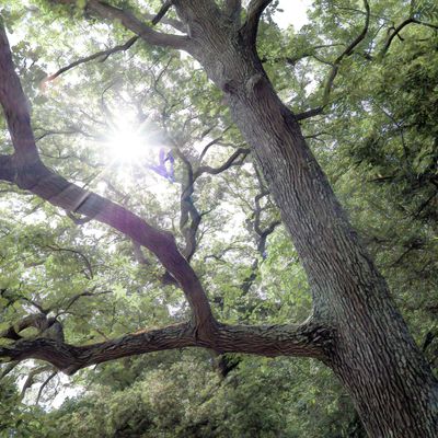 Sous les arbres-1 (modifié)